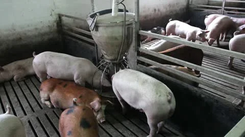 Domestic pigs Stock Footage 24671553