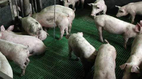 Domestic pigs 库存影片 24671606
