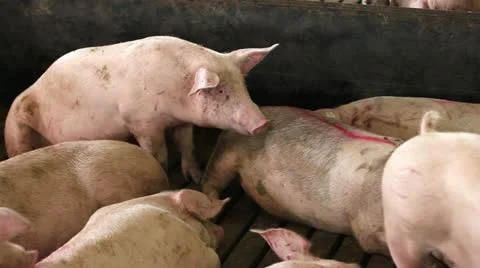 Domestic pigs Видео 24671709