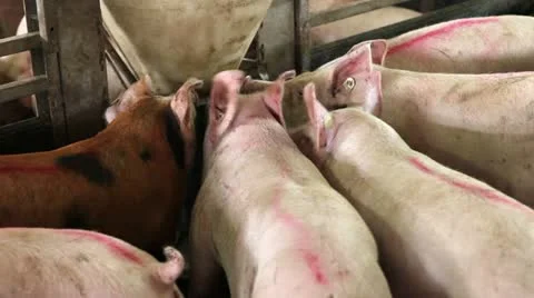 Domestic pigs Видео 24671836