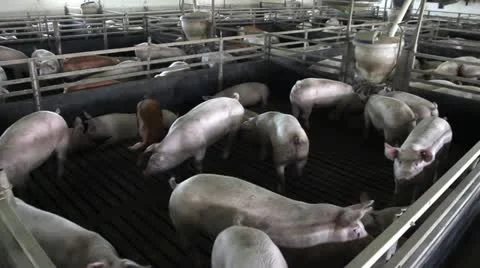 Domestic pigs 库存影片 24671842