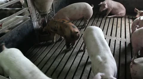Domestic pigs 库存影片 24671914