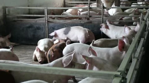 Domestic pigs 库存影片 24671931