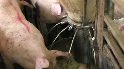 Domestic pigs Видео 24671943