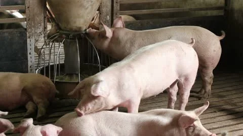 Domestic pigs 库存影片 24672287