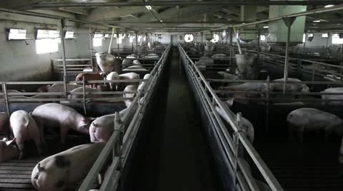 Domestic pigs Stock Footage 24672408