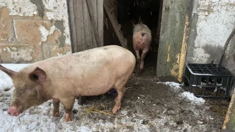 Domestic pigs Stock Footage 233084078