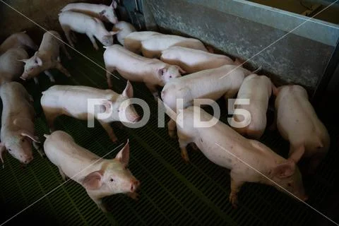 Domestic pigs. Pigs on a farm in the village Stock Photos