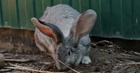 Domestic rabbit in the aviary Video stock 132309681