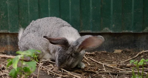Domestic rabbit in the aviary Stock Footage 132310115