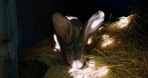 Domestic rabbit in the aviary Stock Footage 132310465