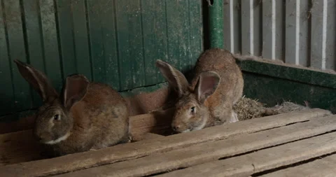 Domestic rabbit in the aviary Stock Footage 132310862