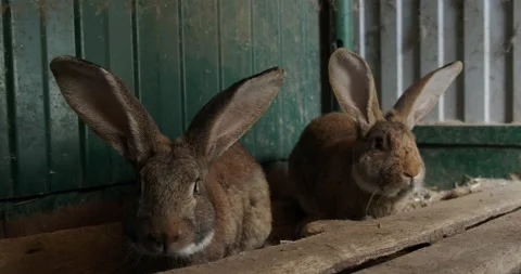 Domestic rabbit in the aviary Stock Footage 132311184