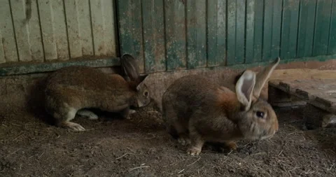 Domestic rabbit in the aviary Vidéo 132311234