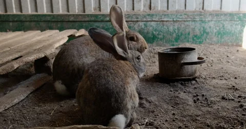 Domestic rabbit in the aviary Stock Footage 132311355