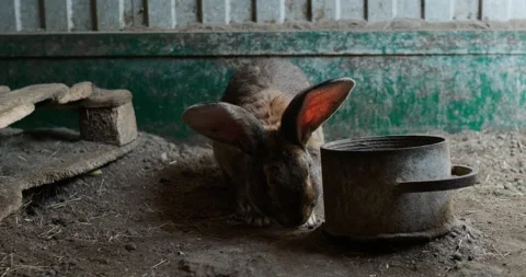 Domestic rabbit in the aviary Stock Footage 132356692