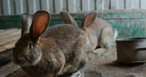 Domestic rabbit in the aviary Vídeos de archivo 132356864