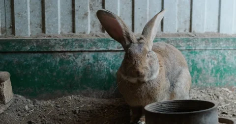 Domestic rabbit in the aviary Stock Footage 132357386