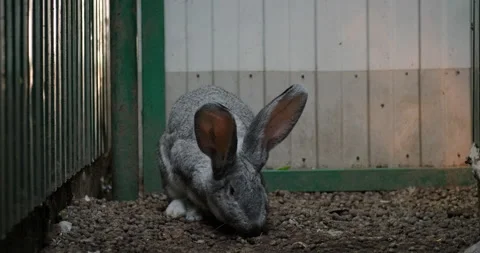 Domestic rabbit in the aviary Stock Footage