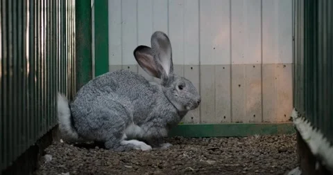 Domestic rabbit in the aviary Vídeos de archivo 132369333
