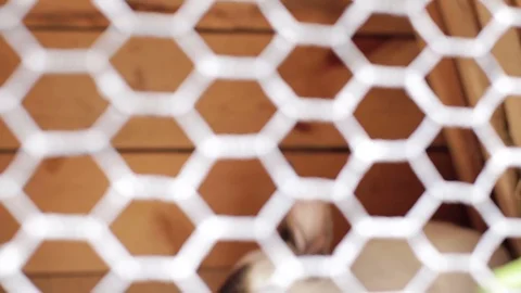 Domestic rabbit in a cage. Stock Footage 70409589