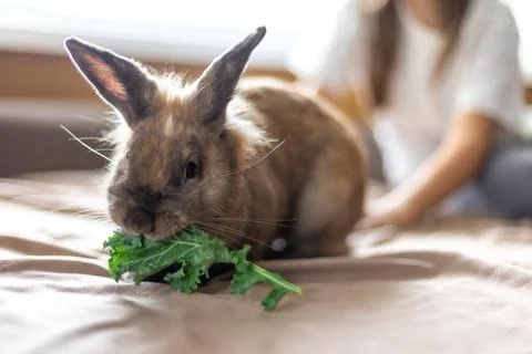 A domestic rabbit eats cabbage. Pet concept. Stock Photos