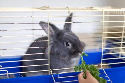 A domestic rabbit eats cabbage. Pet concept. Foto stock