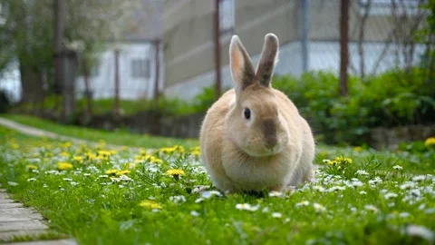Domestic rabbit on the grass yard Video stock 191985459
