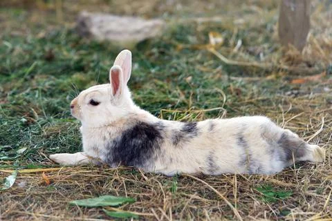 Domestic rabbit lies on the grass Stock Photos