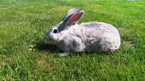 Domestic rabbit Stock Photos