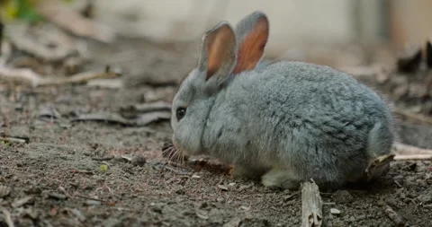 Domestic rabbits Stock Footage 132352145