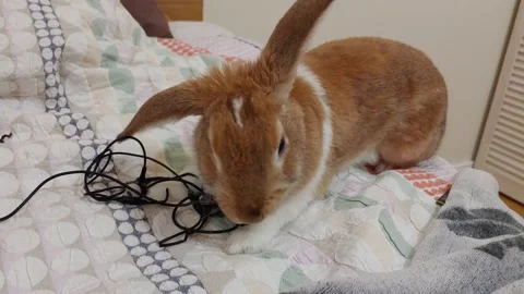 Domestic rabit eating headphones on the bed. Stock Footage