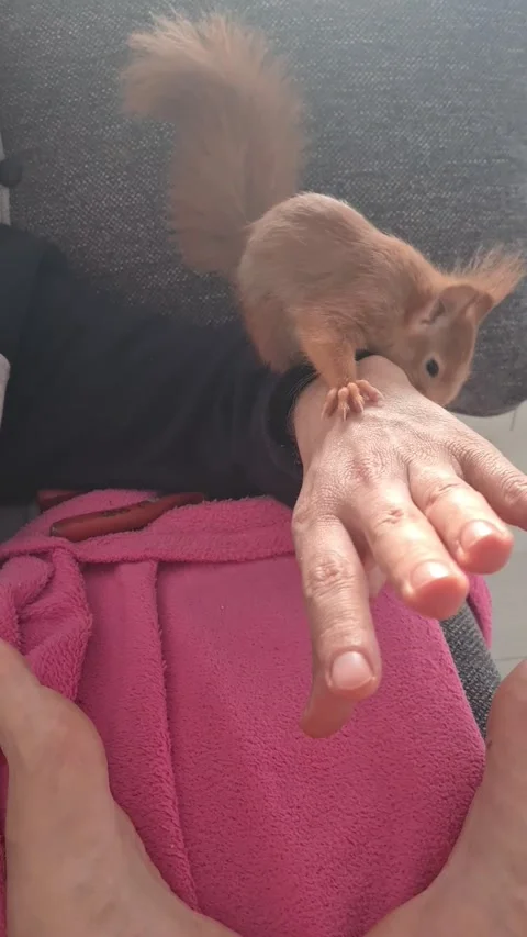Domestic Red Squirrel Stock Footage 220727386