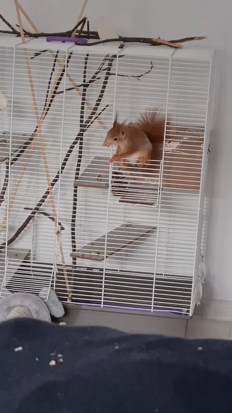 Domestic Red Squirrel Video stock 220727388