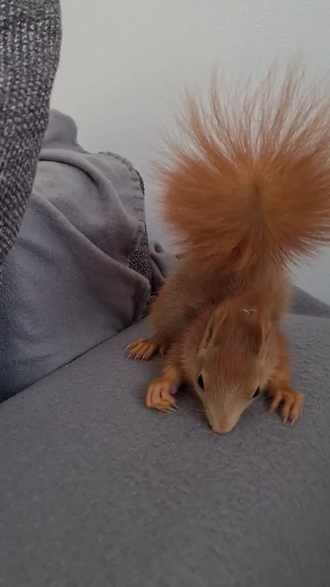 Domestic Red Squirrel Stock Footage 220727404