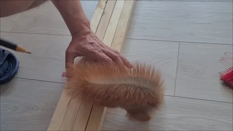 Domestic Red Squirrel Stock Footage 220727407