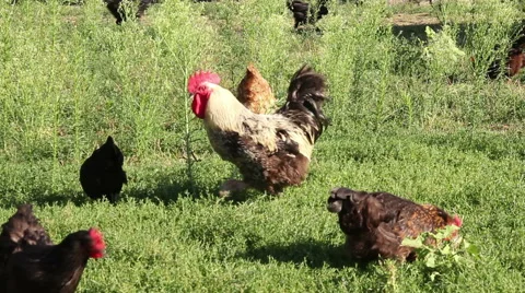 Domestic Rooster 2 Stock Footage 41013839