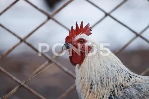 Domestic rooster on farm, close-up, rooster portrait, bird, crest and ...