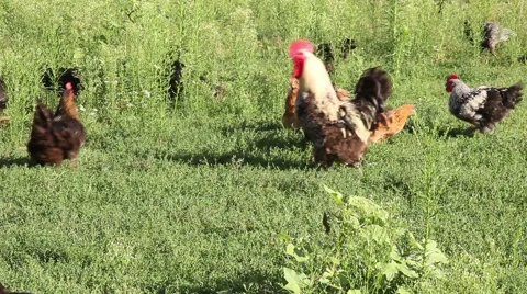 Domestic Rooster Stock Footage 41006030