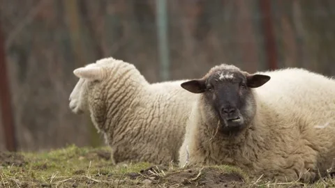 Domestic sheep with funny expression. Stock Footage 300892604