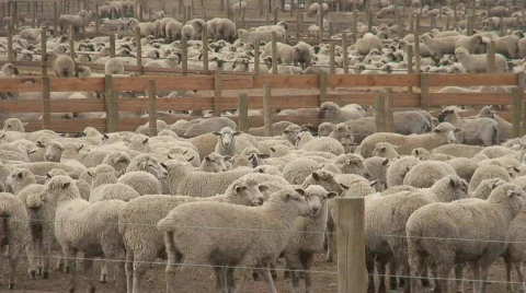 Domestic Sheep Livestock in Stockyard Co... | Stock Video | Pond5