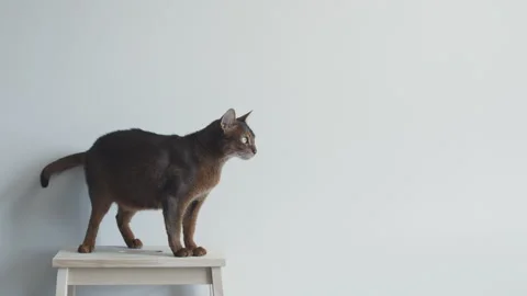 Domestic short-haired cat. Stock Footage 248216366