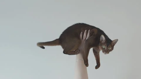 Domestic short-haired cat  Stock Footage 248216637