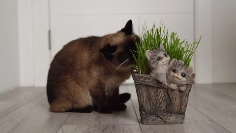 Domestic Siamese cat eats freshly grown green grass (wheat sprouts) from a pot Stock Footage 129252364