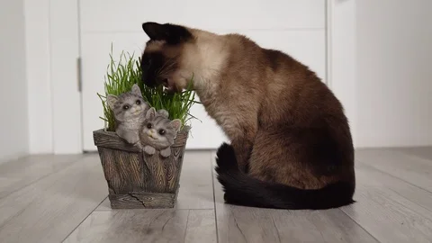 Domestic Siamese cat eats freshly grown green grass (wheat sprouts) from a pot Stock Footage 129252376