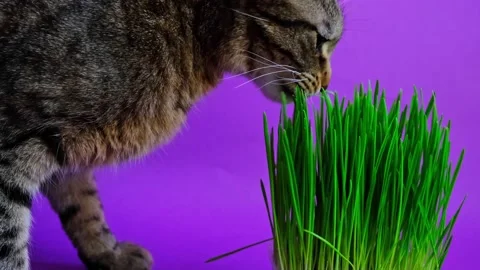 Domestic striped cat with an appetite eats grass on a purple background very  Stock Footage 181796502