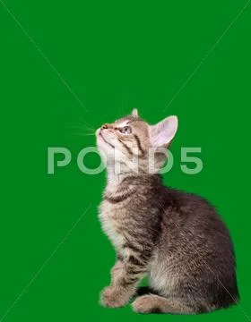 Domestic tabby cat cutout Stock Photos