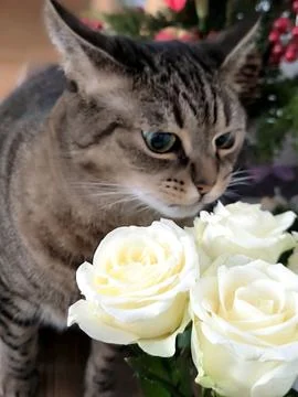 A domestic tabby cat eats fresh white rose petals on a table in a cozy interior 스톡 사진