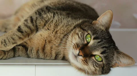 Domestic Tabby Cat Stock Footage 35657897