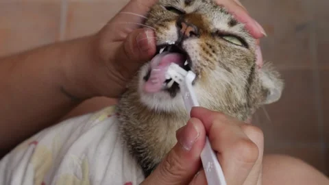 Domestic tabby cat getting its teeth brushed Stock Footage 332920552